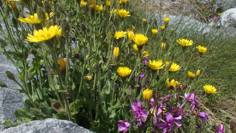 Asteraceae - Hieracium amplexicaule